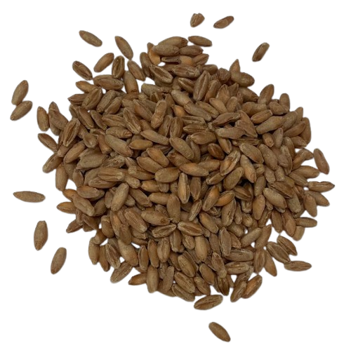 Triticale