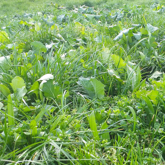 Winter Crop Mix