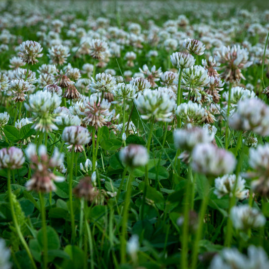 White Clover