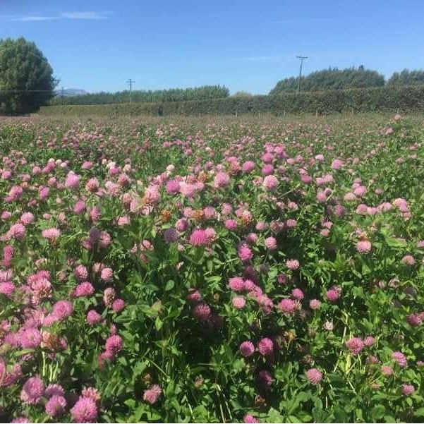 Strawberry Clover