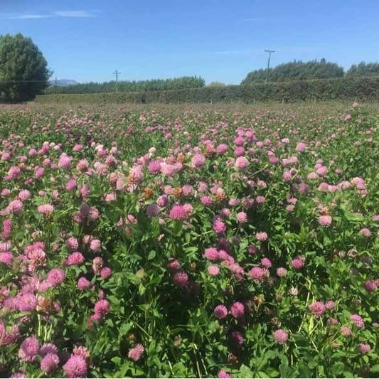 Strawberry Clover