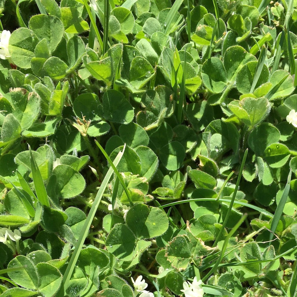 Sub Clover (Subterranean Clover)