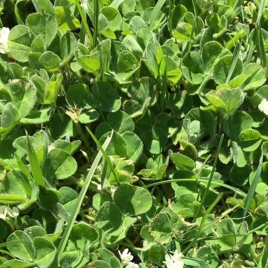 Sub Clover (Subterranean Clover)