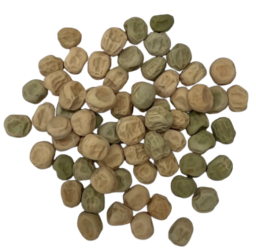 Forage Pea