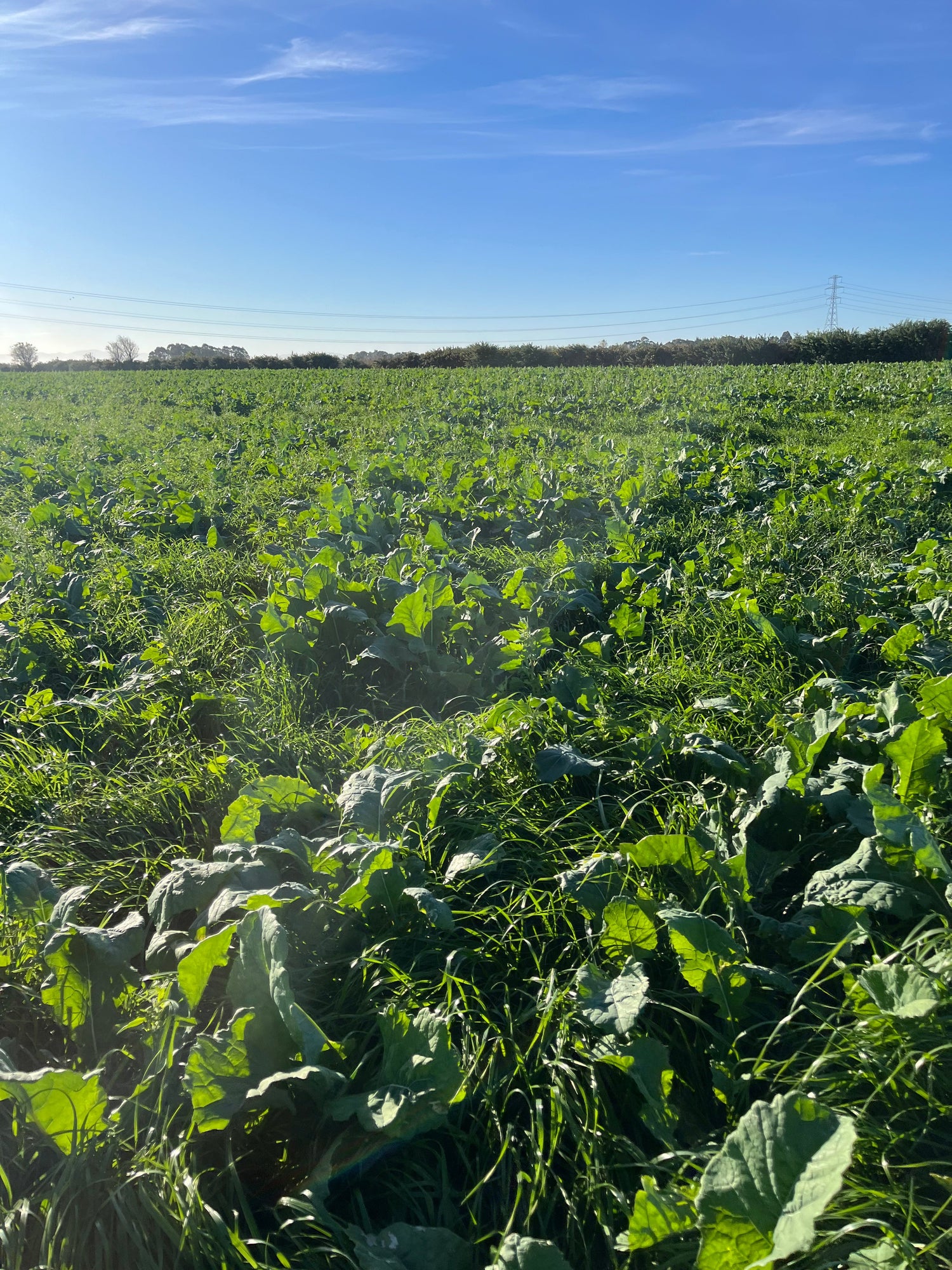 Enviropasture