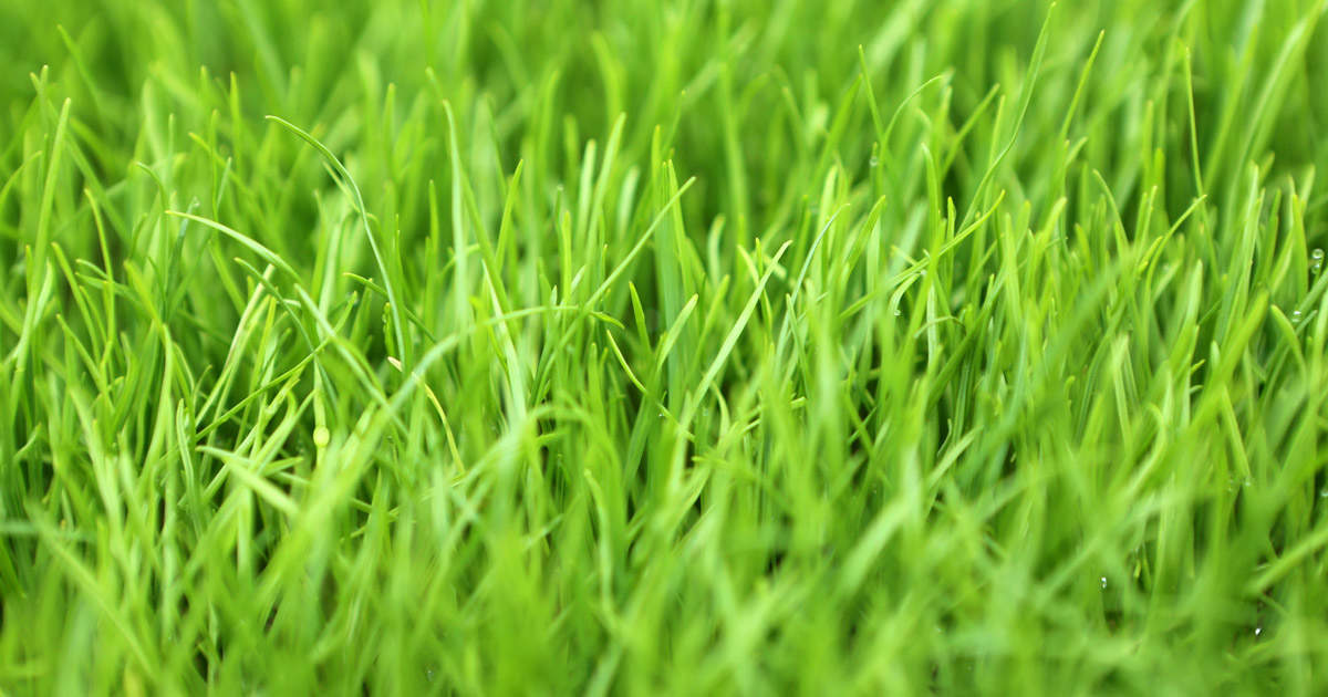 Pasture Grasses
