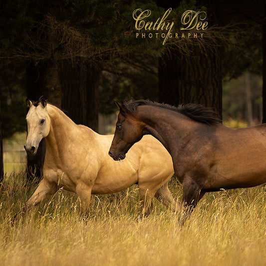 Calm Healthy Horses Mix
