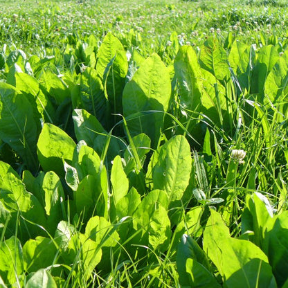 Herbivore Chicory