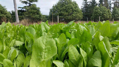 Herbivore Chicory