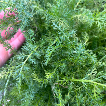Yarrow
