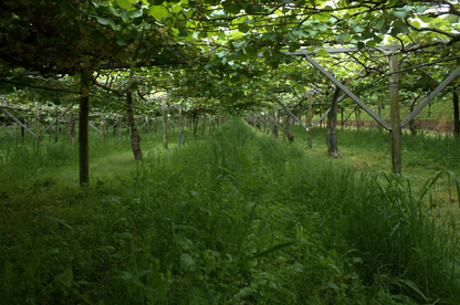 Kiwifruit Orchard Floor Mix