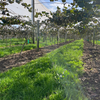 Perennial Orchard Mix