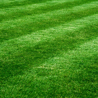 Pitch Perfect Turf Ryegrass