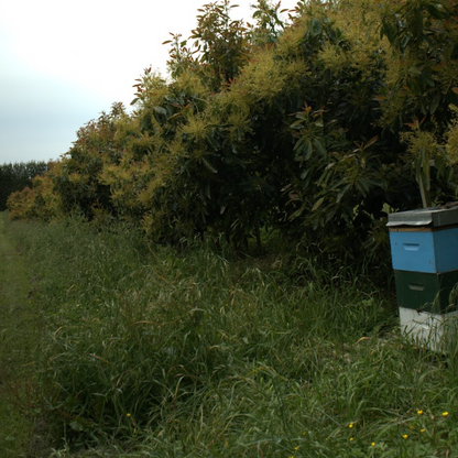 Avocado Orchard Floor Mix