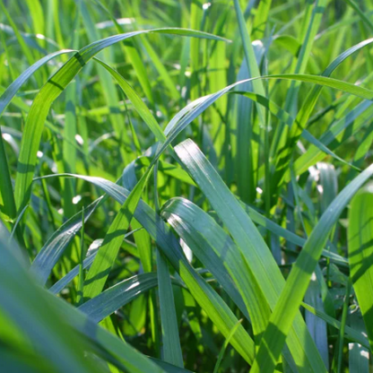 Tall Fescue