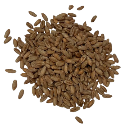 Triticale