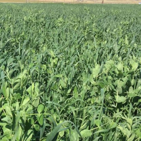 Barley/Pea Mix