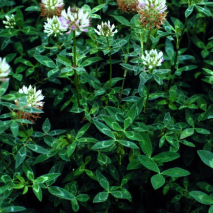 Arrowleaf Clover