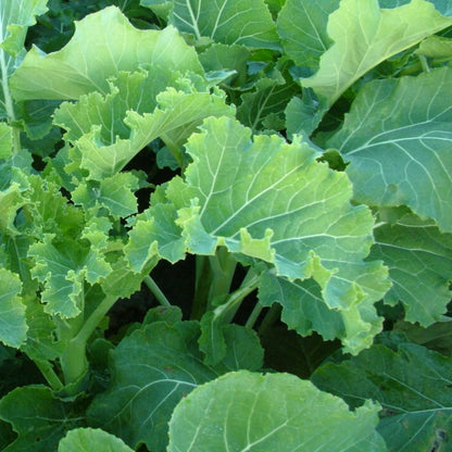 Kale